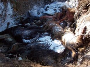 Dúas imaxes da foxa, este martes / Fotos: Amigos da Terra e Matar por matar, Non