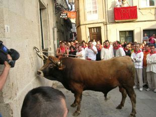 Os organizadores da 'chega' denuncian a "dupla moral" coa que se xulga a súa festa, e non a do Boi de Allariz / O boi no Flickr de freecat